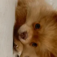 سگ پامر خرسی