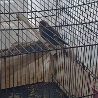 سهره|پرنده|اراک, |دیوار