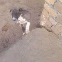 دو عدد پاکوتاه نرو ماده واگذاری|سگ|بیستون, |دیوار