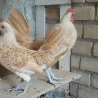 مرغ وخروس سیبرایت بوف پولک منظم