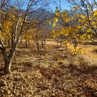 فروش باغ درخت گردو|فروش زمین و ملک کلنگی|بوئین و میاندشت, |دیوار