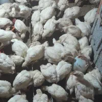 جوجه ۲۵ روزه سالم وسرحال