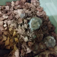 همستر کمپل|موش و خرگوش|تهران, جیحون|دیوار