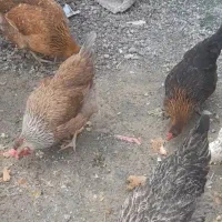 مرغ و خروس|حیوانات مزرعه|کرمانشاه, |دیوار