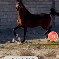 مادیان کورد