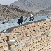 ریش کاکل پرشی زاغ کاکل پرش