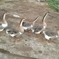 قو غاز فروشی|حیوانات مزرعه|چاف و چمخاله, |دیوار