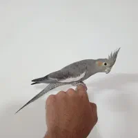 عروس هلندی|پرنده|برخوار, |دیوار