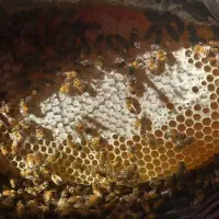 عسل طبیعی (کردستان)