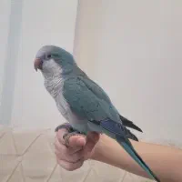طوطی سخنگو نژاد راهب