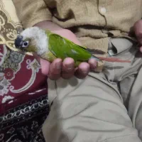 فروش طوطی گرینچیک