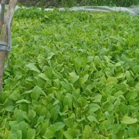 شتل|گل و گیاه طبیعی|تالش, جوکندان|دیوار