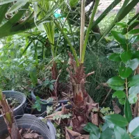 گل و گیاه پالم واشنگتن یاس کامیس آووکادو