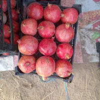 انار کاشمر|عمدهفروشی|کاشمر, |دیوار