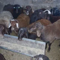 بره نر   چاق کشتاری