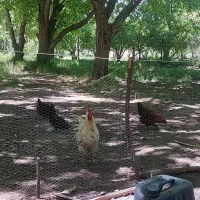 تعدا ۲۴ عدد مرغ و۲ عدد خروس