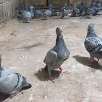 سلام وعرض ادب ۴عدد جوجه پلاکی مسافتی دونه ای ۵۰۰|پرنده|یاسوج, |دیوار