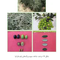 نهال زیتون خوراکی و روغنی، زردطارم، مانزانیلا،ماری