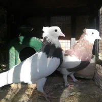 کبوتر توقی سیاه سرخ شهری|پرنده|شیراز, شهرک گلستان شمالی|دیوار