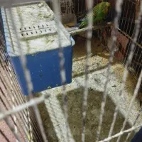 مرغ عشق مولد اکنون  روی پنج جوجه