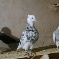 کبوتر طوقی|پرنده|گرمه, |دیوار