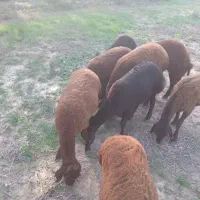 ۸ راس بره ماده داشتی چاق