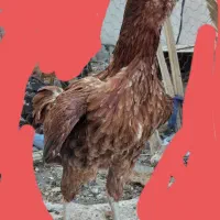 ماکیان دو رگ اصیل افغانی