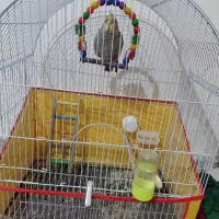 عروس هلندی با قفس|پرنده|اسفراین, |دیوار