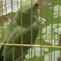 پرنده خانگی