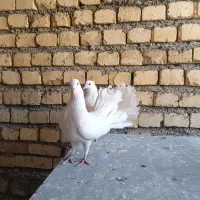 دم چتری|پرنده|اصفهان, دارک|دیوار