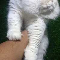 گربه نر پرشین جفتگیری
