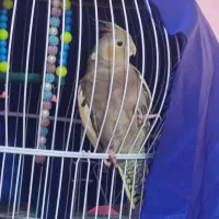 عروس هلندی گمشده|حیوانات|اهواز, کوی فرهنگیان ۱|دیوار