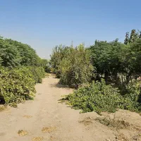 زمین باغی|فروش زمین و ملک کلنگی|باقرشهر, |دیوار