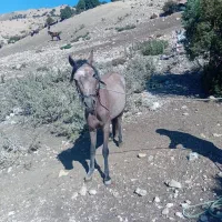 کره اسب مادیان|اسب و تجهیزات اسبسواری|مهدی شهر, |دیوار