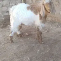 بز غاله (تویشک)