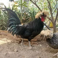 خروس و مرغ لهستانی