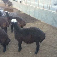 130راس گوسفند