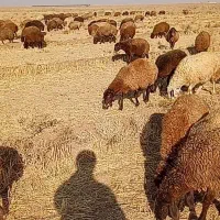 ده عدد گوسفند زایده موجود هست هرمی خواست تماس