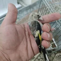 جوجه سهره نر