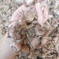 پیاز زعفران