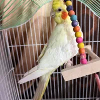 عروس هلندی ماده