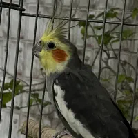 عروس هلندی لوتینو|پرنده|ارومیه, |دیوار