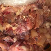 بچه فیله