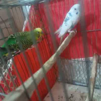 مرغ عشق نروماد|پرنده|مشهد, شهید معقول|دیوار