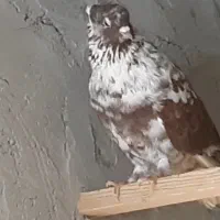 کبوتر بلند پرواز شمرونی