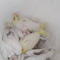 جوجه عروس هلندی|پرنده|طبس, |دیوار