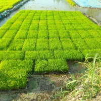 سبد نشا با قیمت و کیفیت عالی در شرق گیلان