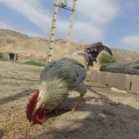 جوجه های گلپایگانی|حیوانات مزرعه|دهدشت, |دیوار