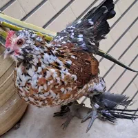 تخم نطفه دار بلژیکی|حیوانات مزرعه|قم, شهرک سازمان آب|دیوار