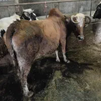 گاو جنگلی چاق چاق